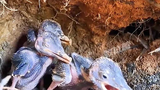 鸟为食亡！鸟宝宝吃下比自己还大的食物，边吃边吞下消化！