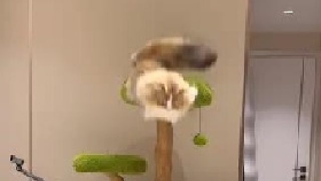 短腿猫爆改蜜袋鼯？