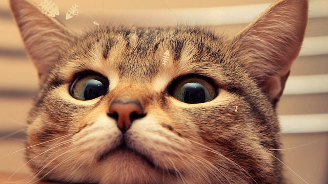 今日站在您面前，看我几分像从前。