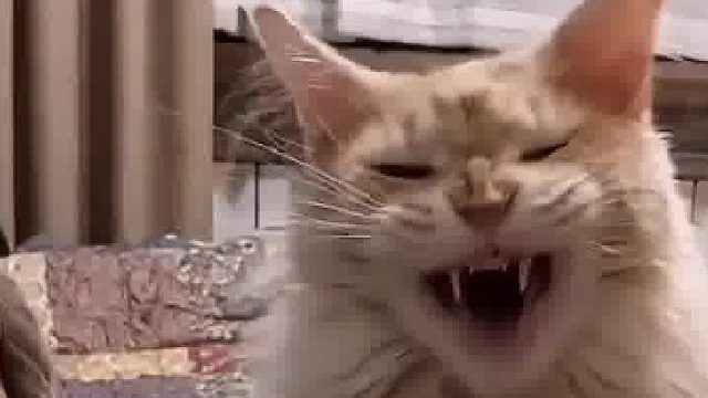 好像是某种阴谋