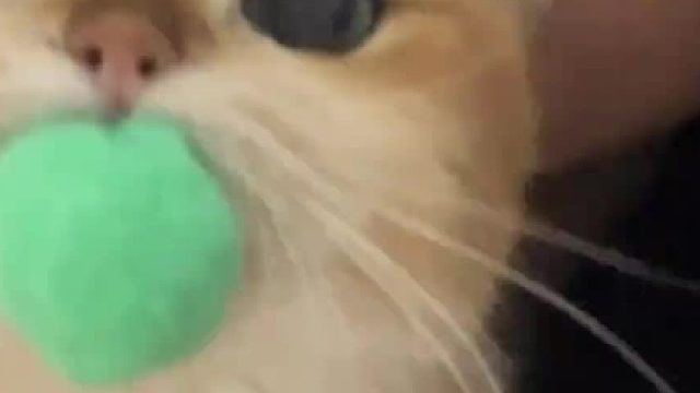 冷知识：化毛膏是给人发明的