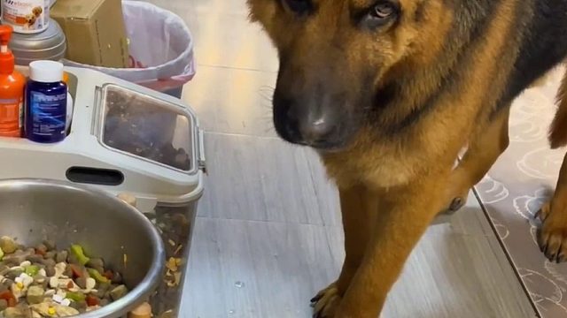 我都觉得这狗已经抑郁了，所以说人才是最可怕的动物