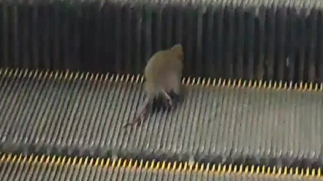 鼠鼠到死都以为是自己不够努力