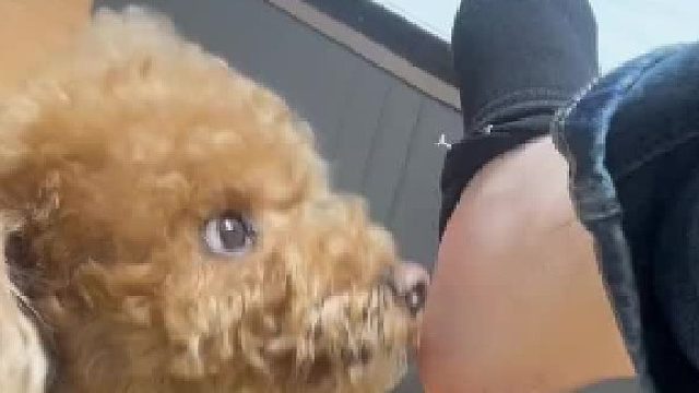 这狗多少有点强迫症