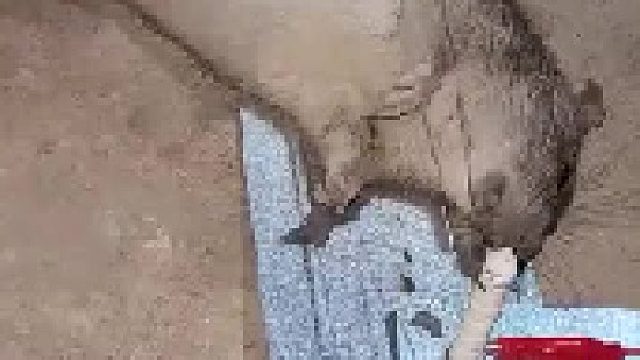 老鼠:求你给我个痛快吧！别在这奏音乐了好么！