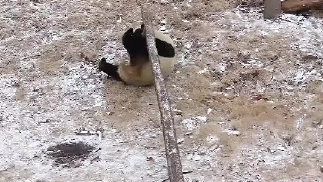 现在的熊猫宝宝都这么内卷了吗，我都还没上班呢