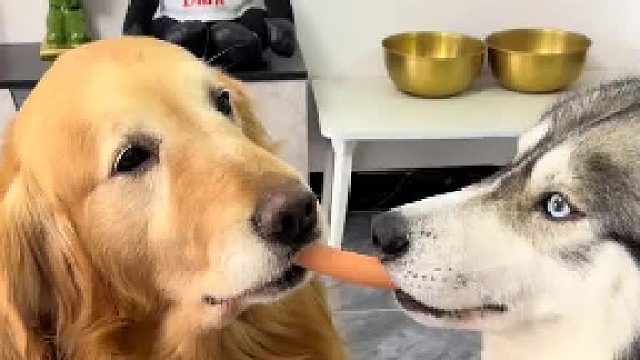 狗子：你一碗水要端平啊？