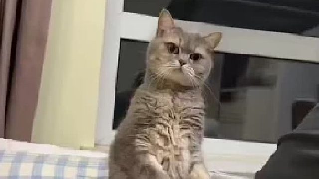 猫：上回领回来滴不是这个人啊