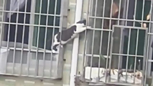 谁家小猫要越狱了