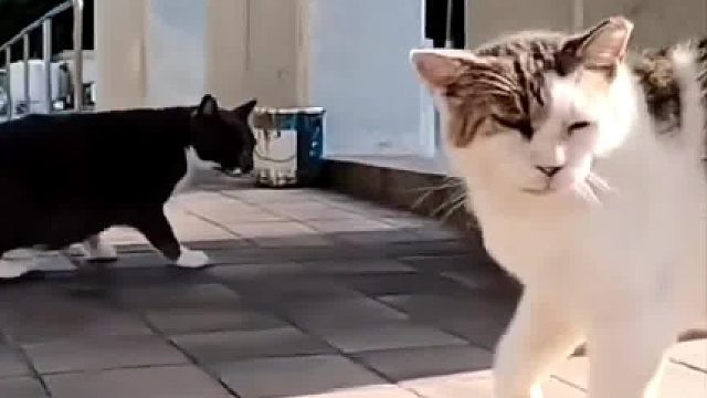 一看就是这片的话事喵