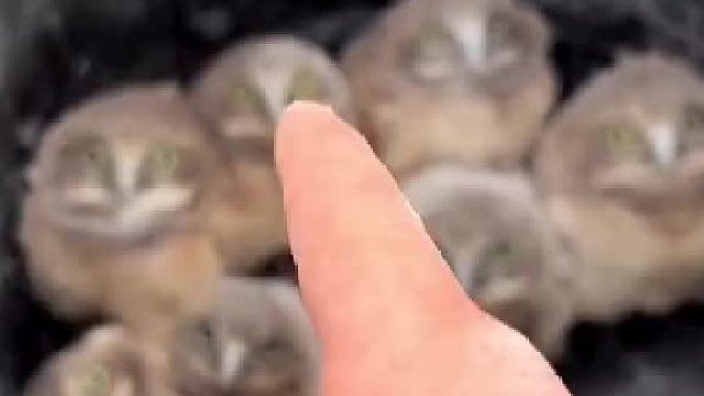 一群沙雕，还挺好看