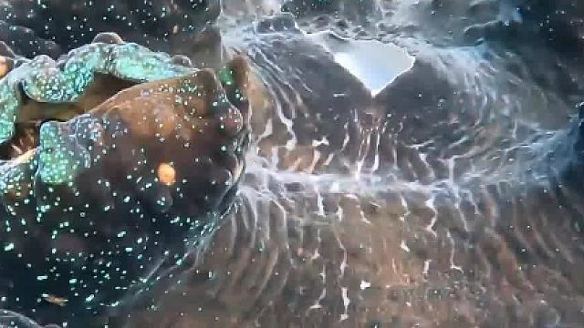 砗磲，双壳贝类之王