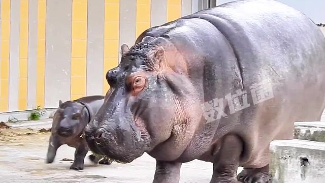 满月小河马第一次下水游泳 摇头晃脑肉嘟嘟的小身子 太可爱了