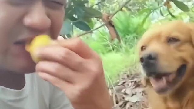 狗子：你是真损啊！你家没了！你等信儿吧