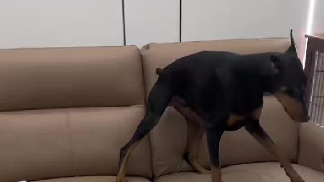 杜宾和拉布拉多性格差距有多大