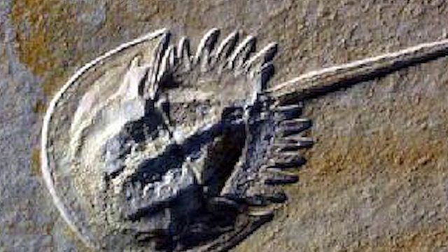 这是一种活了四亿年的生物