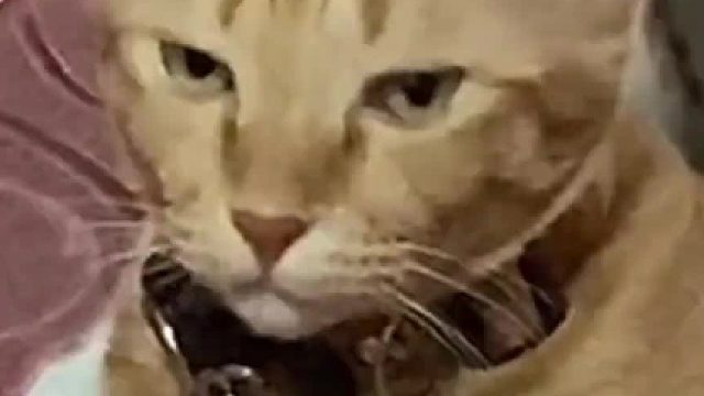 第一次从猫脸上看到了无语的表情