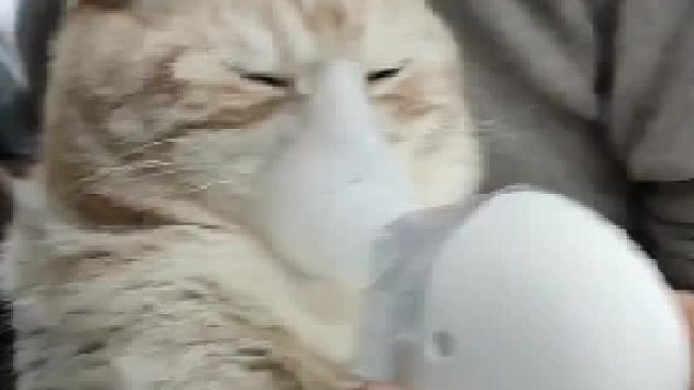 这和小宝宝有什么区别