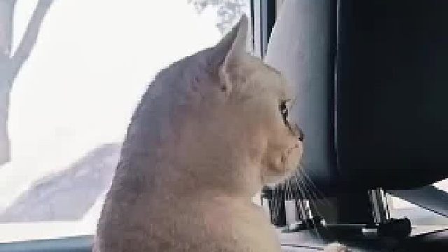 女生分享第一次带猫咪出远门