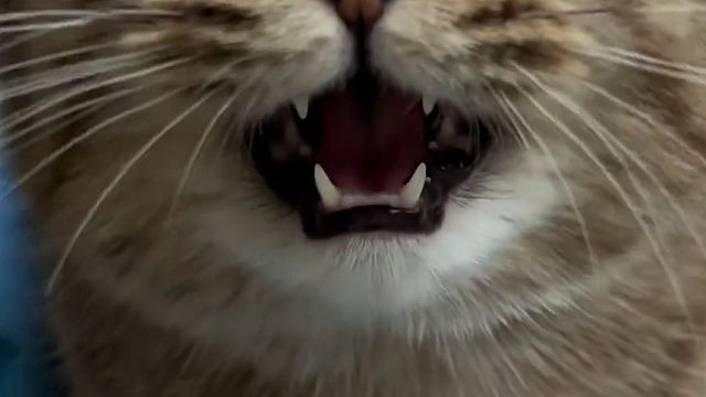 摸了一下 猫猫的声音都温柔了