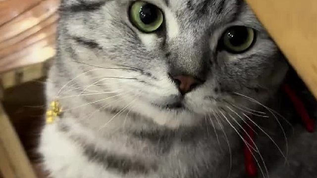 谁懂啊，驱虫药都能买到假的，好好的小猫秃