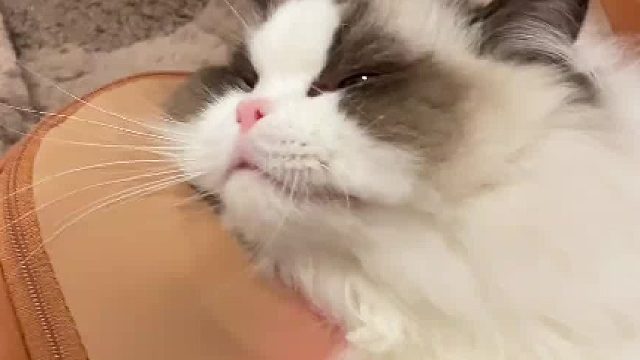 好小子真够惬意的……