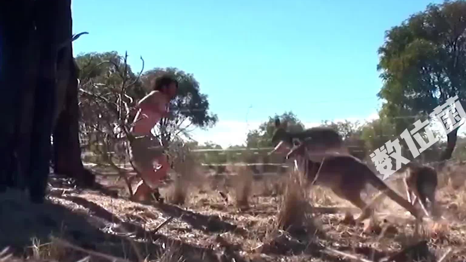 小伙伪装成鸸鹋，躲在树后徒手捉到蹦跶的袋鼠！