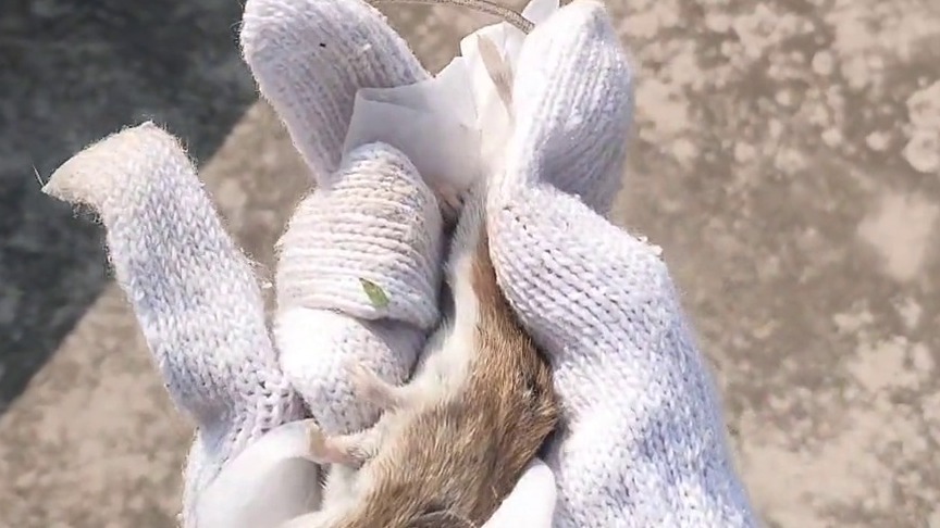 真的会谢。这份爱送别人好吗