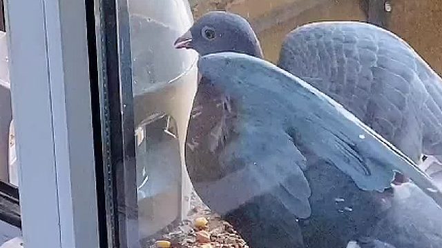 小鸽子的才艺表演，我认为它已经掌握了精髓