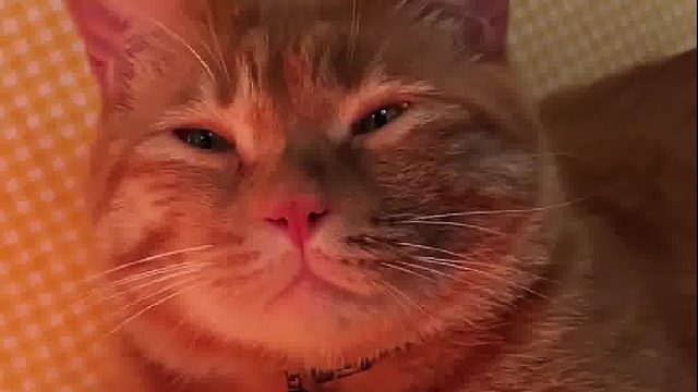 脸烤糊了还要继续烤