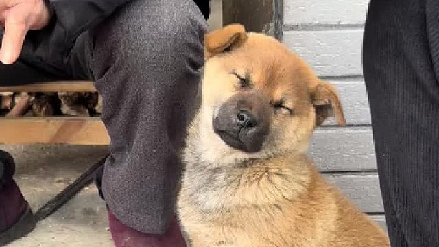 这么冷的天，烤火的时候小狗怎么会缺席呢