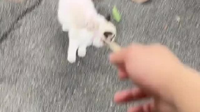 再慢一秒就差点变成流浪猫了，哈哈哈哈犟种小猫咪也有害怕的时候啊