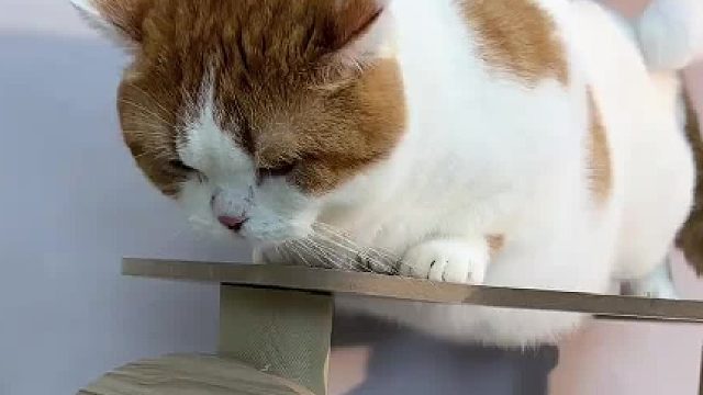 当我悄悄把猫咪的睡盆偷走