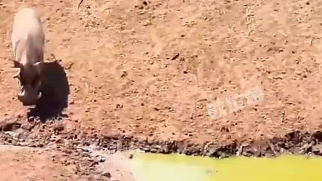 大胆疣猪！在鳄鱼霸占的小水坑喝水，全程淡定毫不在意！