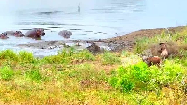 鳄鱼咬住角马，一旁河马看不下去了！这都能翻盘？草率了