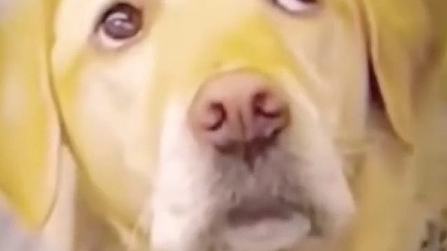 导盲犬因为没有给主人找到座位而难过，望着主人眼神里充满了心疼与不舍…