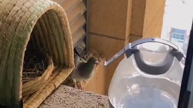 虽然鸽子没能把蛋下在我这，但是……问题不大