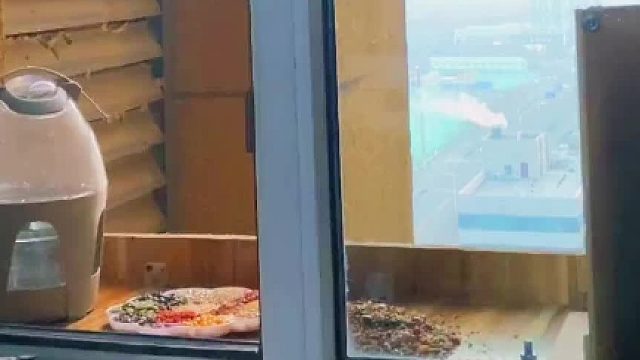 小鸽子这是看我新窝造的太好了，迫不及待的搬家了！？