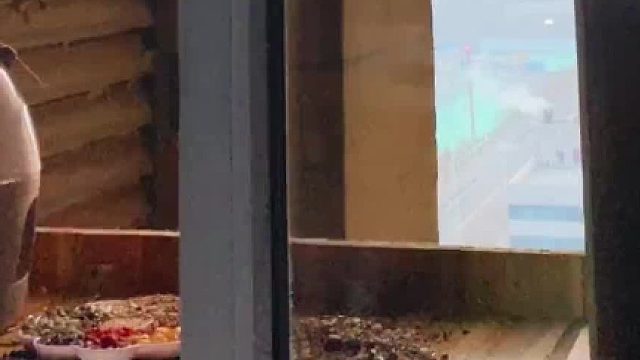 如果突然有一颗鸟蛋落到你头上，请不要惊讶，那是鸽子在练习空投