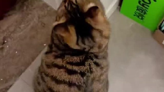 看花花出去它也不在家待着，门口坐着也不家躺着