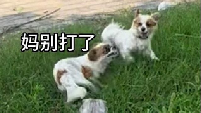 猫哥 你别骂人啊