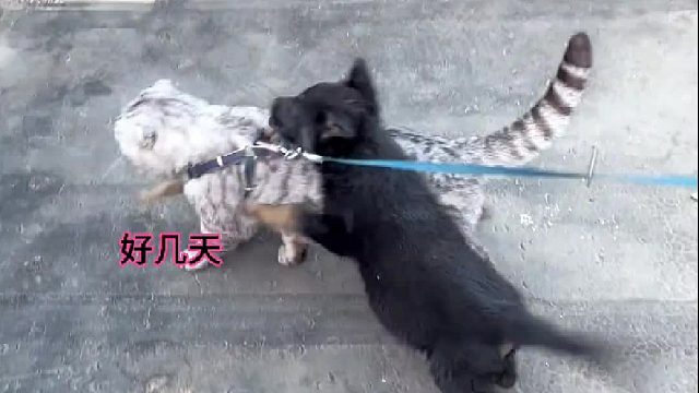 希望能吵到路过的每个人