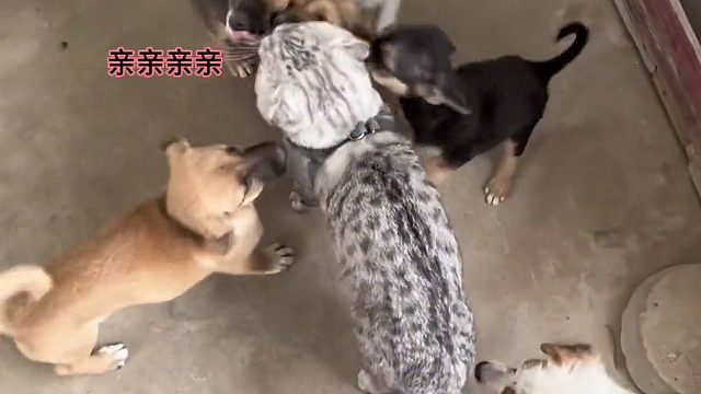 这是第一个让我吵得生理不适的视频