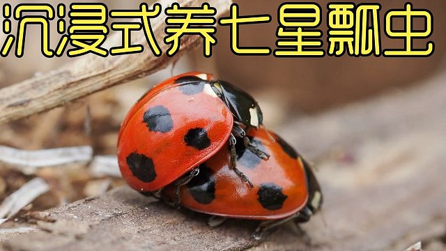 养菜园子抓的瓢虫宝宝，到底能变成益虫还是害虫呢，结果挺成功