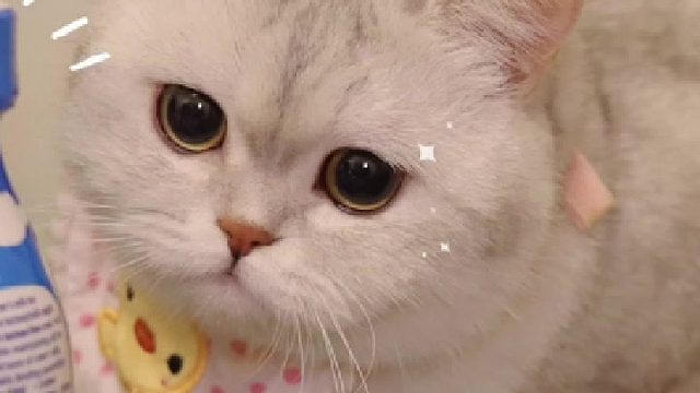 千万不要随便给小母猫绝育，不然它就会越来越……