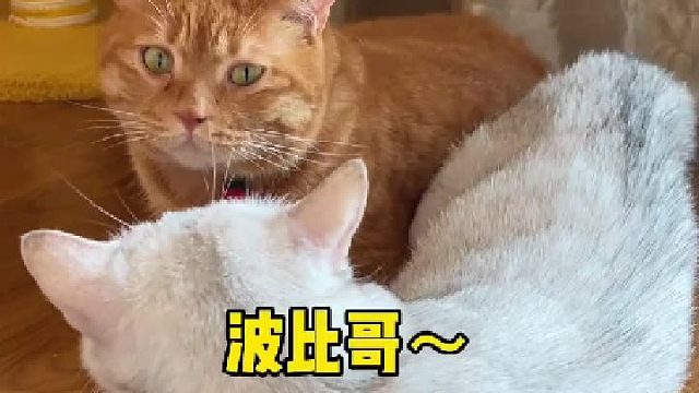 小母猫绝育一个月的竟然胖了这么多！