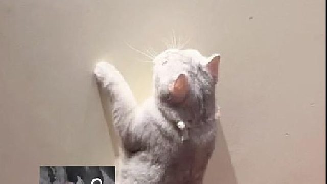 以前的猫出门捕猎，现在的猫连只虫子都抓不到