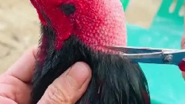 为什么要剪掉？