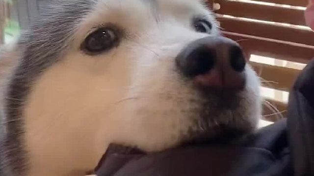 这是我见过最有小姑娘样儿的哈士奇。