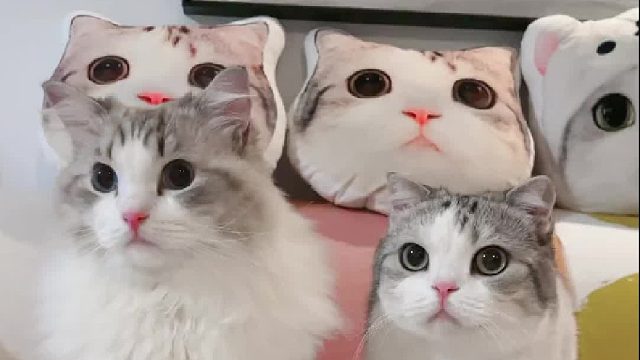 给修猫咪们的教育片，作业：500字观后感